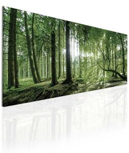 Obraz lesní úsvit III Velikost (šířka x výška): 55x25 cm