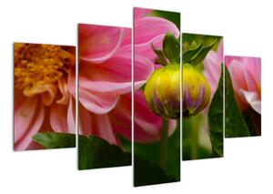 Obraz květu rostliny (150x105cm)