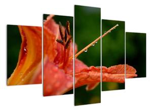 Obrázek květiny (150x105cm)
