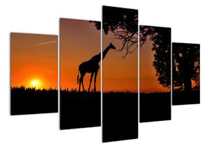 Obraz žirafy v přírodě (150x105cm)