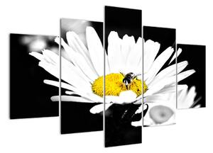 Včela na sedmikrásce - obraz (150x105cm)
