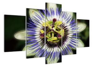 Obrazy květin (150x105cm)