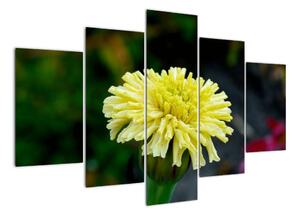 Obrazy květiny (150x105cm)