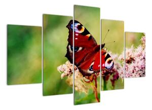 Motýl - obraz (150x105cm)