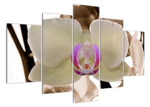 Orchidej - obraz (150x105cm)