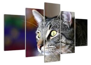 Kočka - obraz (150x105cm)