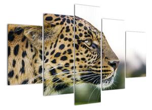 Leopard - obraz (150x105cm)