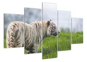 Tygr - obraz (150x105cm)