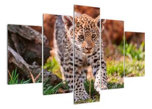 Mládě leoparda - obraz do bytu (150x105cm)