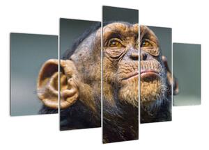 Opice - obrazy (150x105cm)