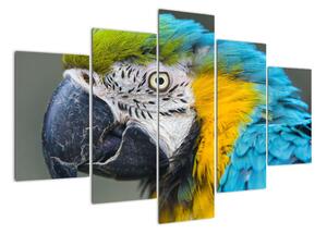 Papoušek - obraz (150x105cm)