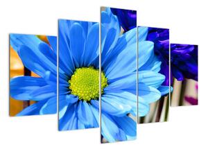 Modrá chryzantéma - obrazy (150x105cm)