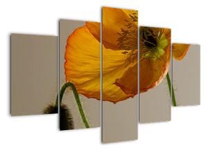 Žlutá květina - obraz (150x105cm)