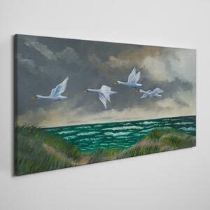 Obraz na plátně Obraz na plátně Sea Sky Birds labutě