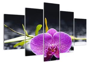 Květ orchideje - obraz (150x105cm)