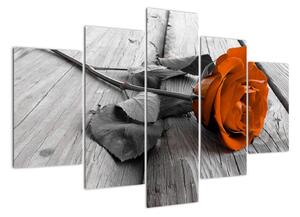 Růže oranžová - obraz (150x105cm)