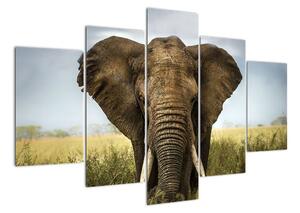 Slon - obraz (150x105cm)
