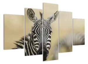 Zebra - obraz (150x105cm)