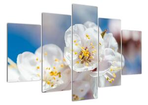Květ třešně - obraz (150x105cm)