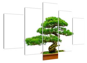Bonsai - moderní obraz (150x105cm)