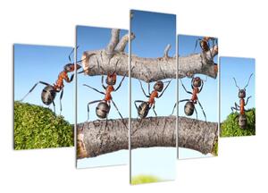 Obraz mravenců (150x105cm)