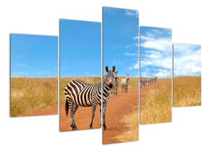 Zebra na cestě - obraz (150x105cm)