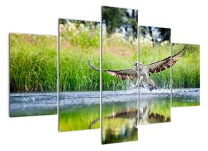 Fotka lovícího orla - obraz (150x105cm)