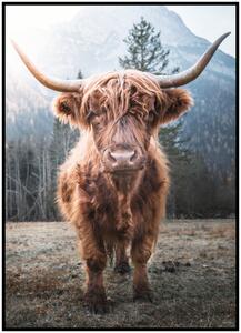 Plakát Highland cattle v lese Rozměr plakátu: A4 (21 x 29,7 cm)