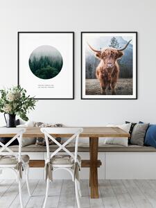 Plakát Highland cattle v lese Rozměr plakátu: 30 x 40 cm