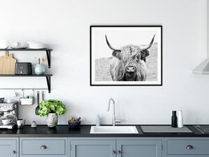 Plakát Highland cattle Rozměr plakátu: A4 (21 x 29,7 cm), Orientace plakátu: Na výšku
