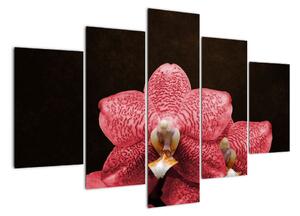 Růžová orchidej - obraz (150x105cm)