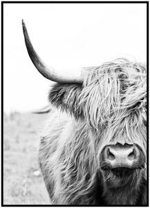 Plakát Highland cattle Rozměr plakátu: A4 (21 x 29,7 cm), Orientace plakátu: Na výšku