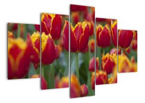 Tulipánové pole - obraz (150x105cm)