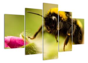 Včela - obraz (150x105cm)