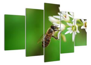 Fotka včely - obraz (150x105cm)