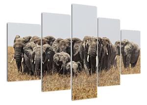 Stádo slonů - obraz (150x105cm)