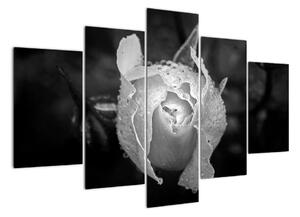 Obraz černobílé růže (150x105cm)