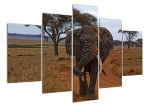 Obraz slona (150x105cm)