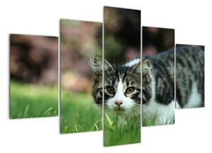 Obraz kočky (150x105cm)