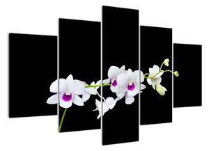 Květina - obraz (150x105cm)