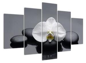 Květ orchideje - moderní obraz (150x105cm)
