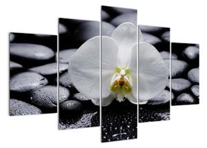 Květ orchideje - obraz (150x105cm)