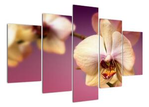 Obraz - orchidej (150x105cm)