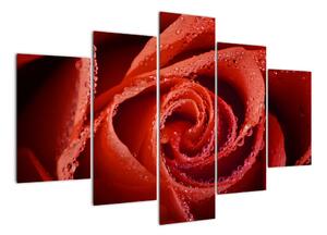 Obraz růže (150x105cm)