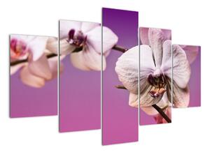 Moderní obrazy - orchidej (150x105cm)