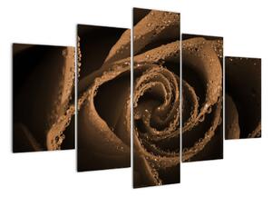 Detail růže - obraz (150x105cm)