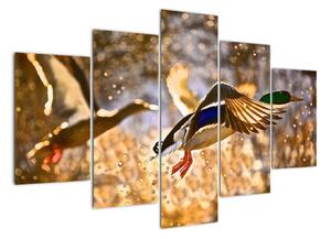 Letící kachny - obraz (150x105cm)