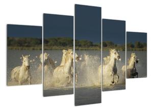 Cválající koně, obraz (150x105cm)