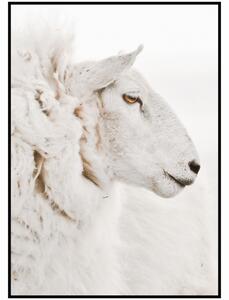 Plakát Ovce Rozměr plakátu: A4 (21 x 29,7 cm), Orientace plakátu: Na výšku