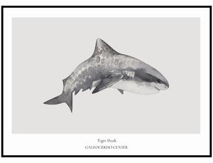 Plakát Tiger Shark Rozměr plakátu: A4 (21 x 29,7 cm)